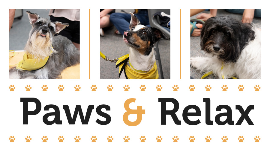 four photographs of dogs with yellow bandanas on a white background with black text