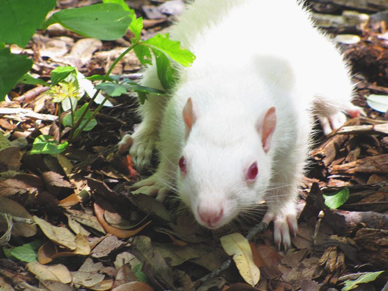 albino squirrel looking at camera