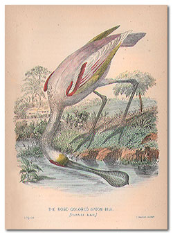 The Rose-Colored Spoon Bill