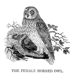 The Female Horned Owl